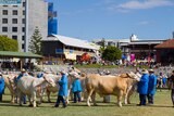A series of cattle stand before the judges at the 2015 Ekka