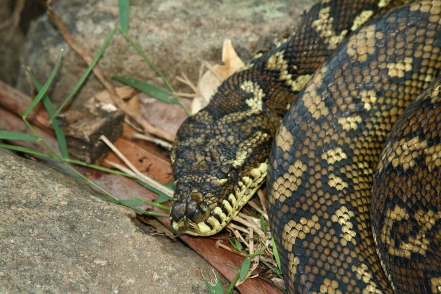 A brown and yellow patterned carpet python coiled on a rock.