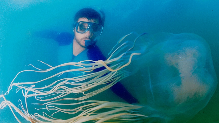 James Cook University researcher Jamie Seymour swims with a large box jellyfish in 2004.