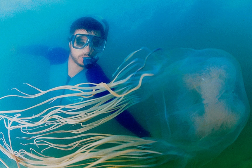 James Cook University researcher Jamie Seymour swims with a large box jellyfish in 2004.