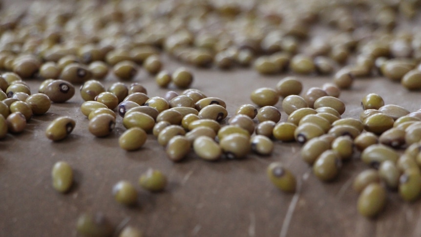 Green pulses moving along a conveyor belt