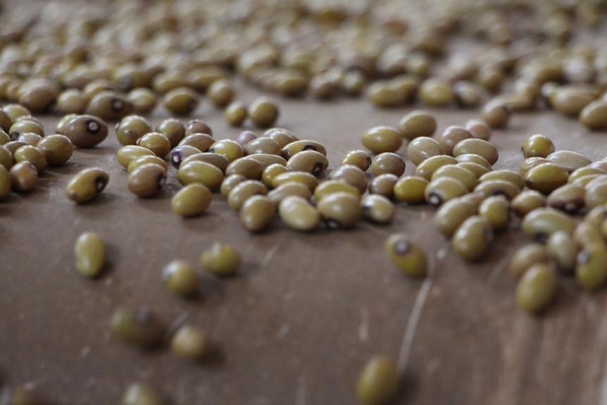 Green pulses moving along a conveyor belt