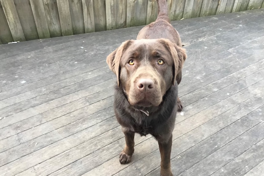 A chocolate lab worries about the coronavirus pandemic.