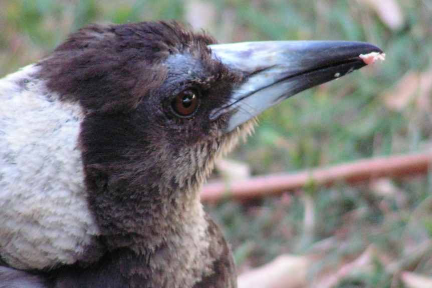 A young magpie with a morsel of raw mince in its beak.