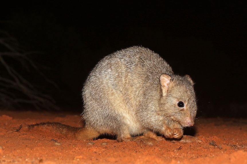 A small mammal known as a burrowing bettong sits on red sand