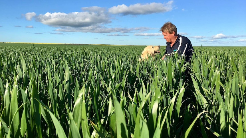A man crouches in a wheat crop with his dog