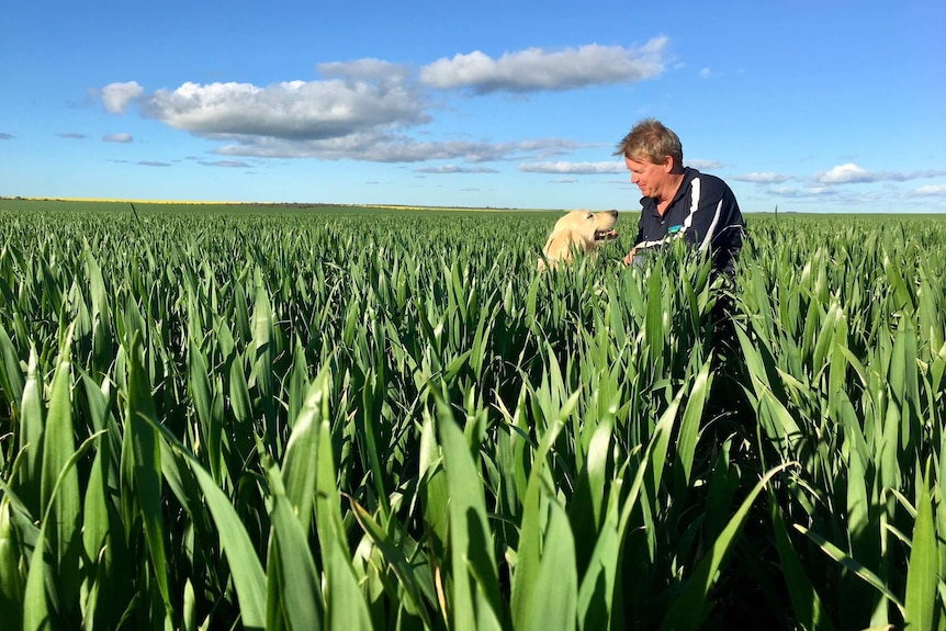 A man crouches in a wheat crop with his dog
