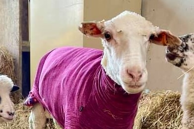 A freshly shorn sheep in a pink jumper stands in a barn