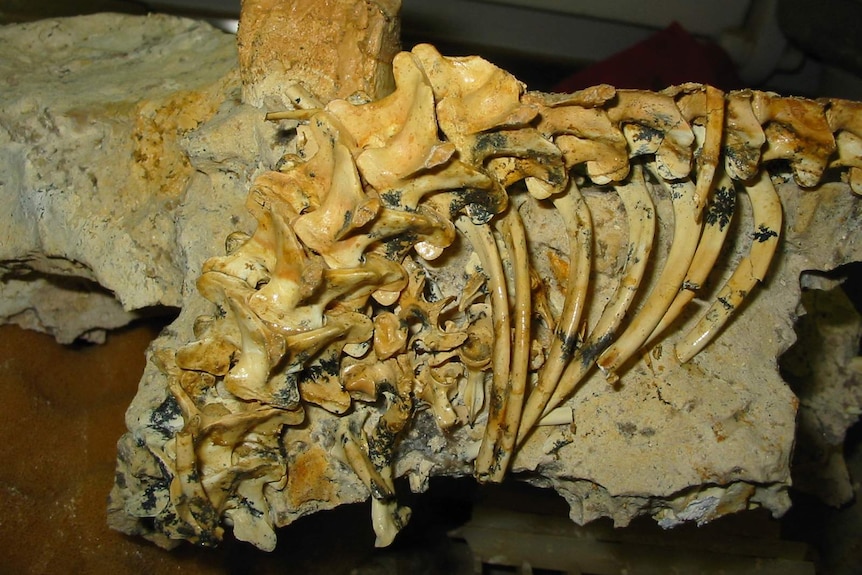 A large fossil of Riversleigh snake vertebrae that are 19 million years old.