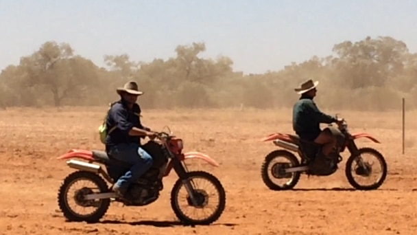 Mustering cattle in Boulia