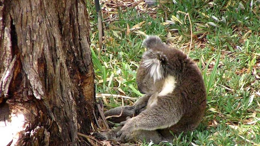 A koala tries to sleep while sitting on the ground