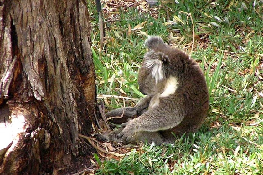 A koala tries to sleep while sitting on the ground