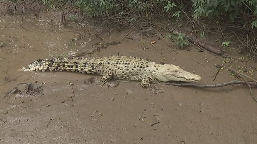 A white crocodile with black speckles.