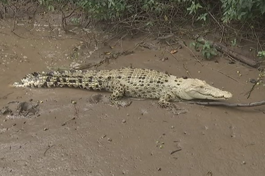 A white crocodile with black speckles.