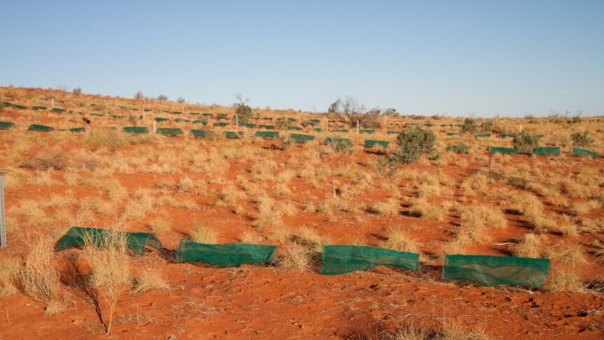 Refuges for small animals being used in a Central Australian desert environment.