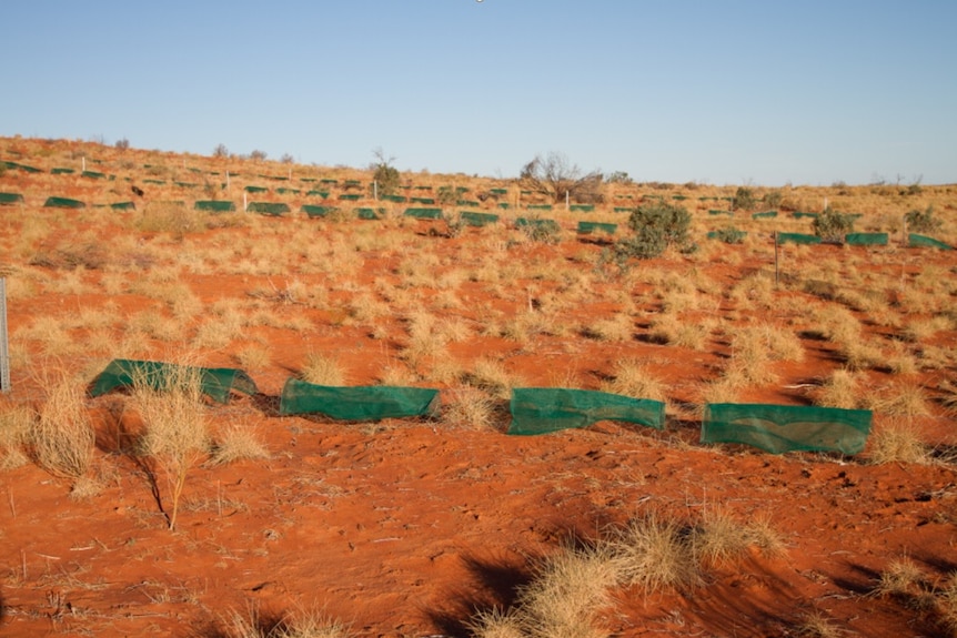 Refuges for small animals being used in a Central Australian desert environment.