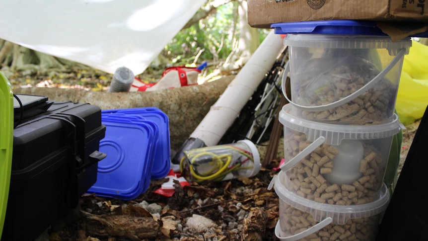 Clear containers filled with rat bait are stacked three high among leaf litter and tree roots.