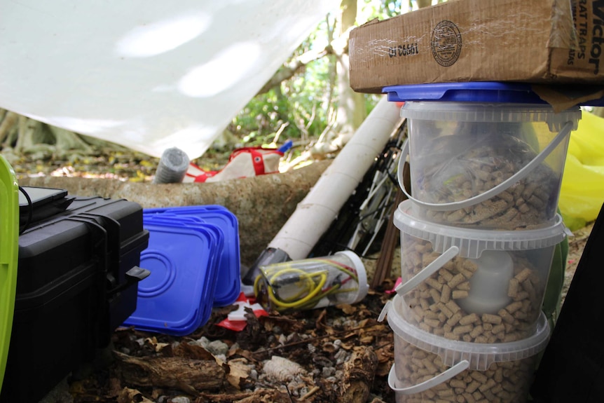 Clear containers filled with rat bait are stacked three high among leaf litter and tree roots.