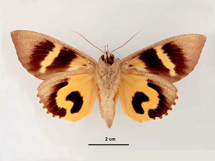 A large moth on a grey background
