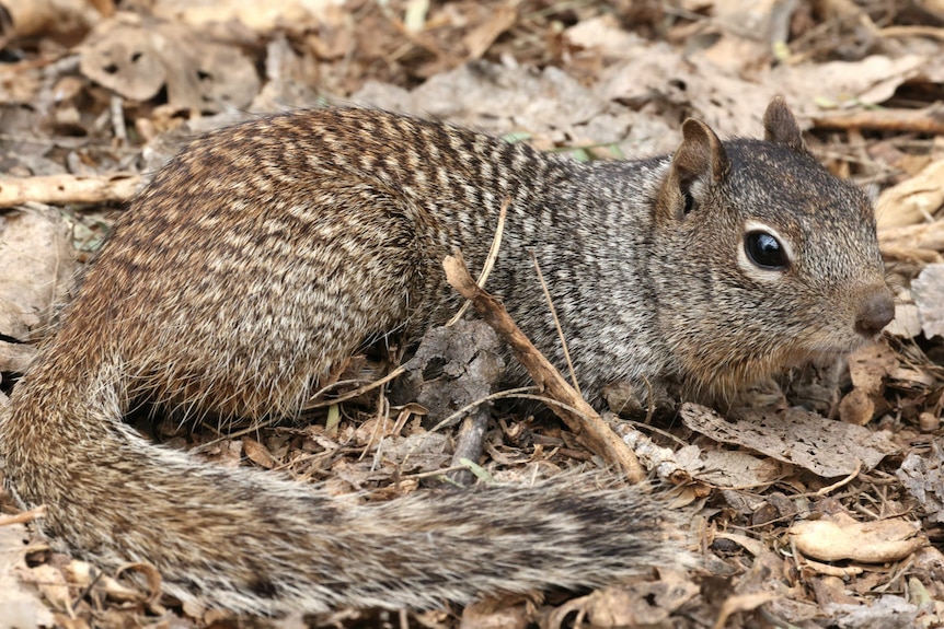 A small grey-brown squirrel crouches low on the ground amongst a layer of leaves.