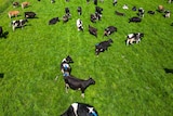 A green field, surrounded by cows.