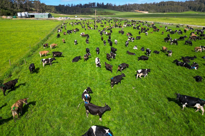 A green field, surrounded by cows.