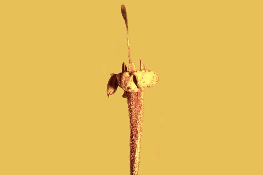 Full view of flower trapped in amber