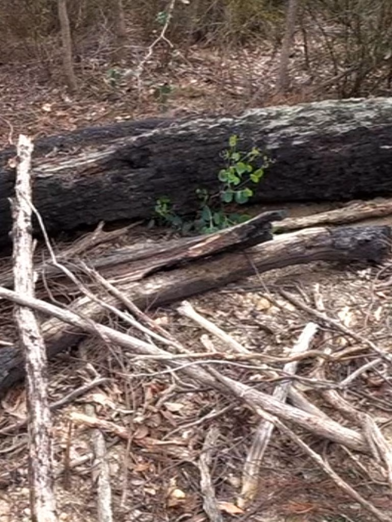 Grassy bushland with big log.