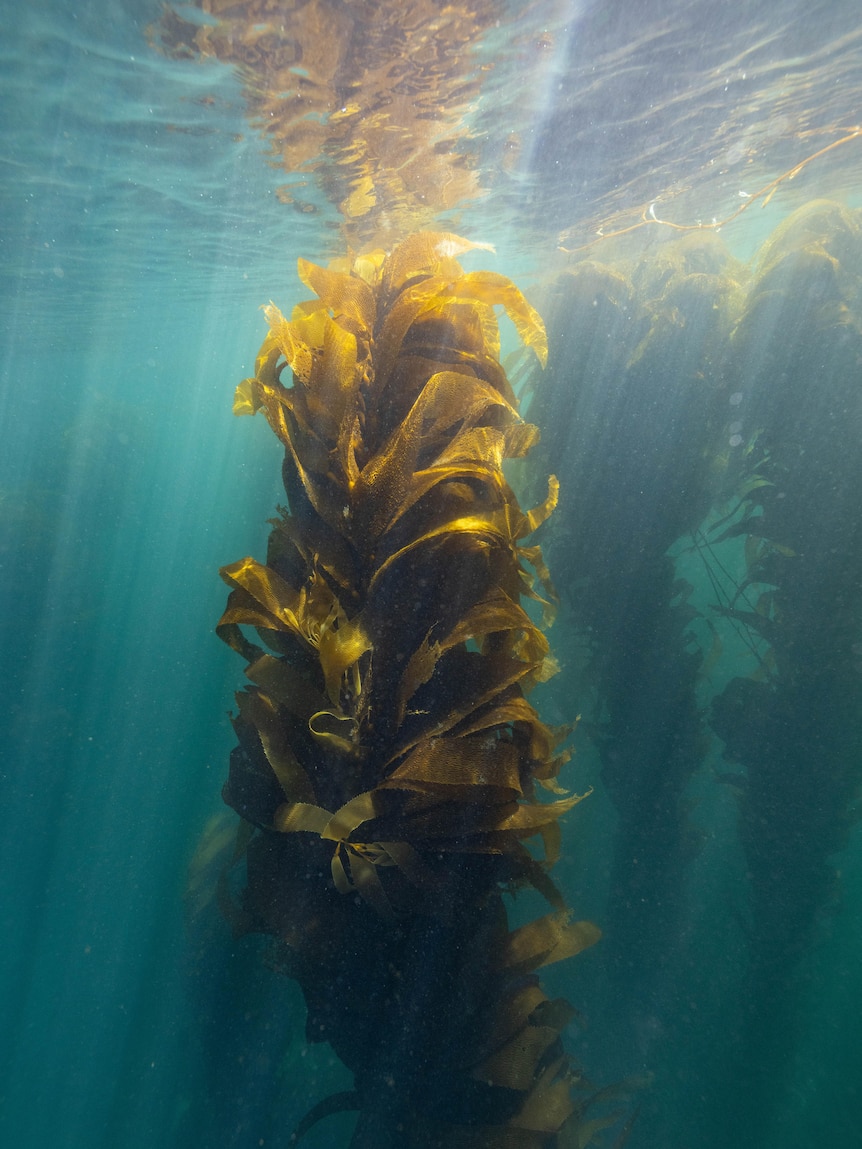 Sunlight filters through the water around a length of giant kelp.