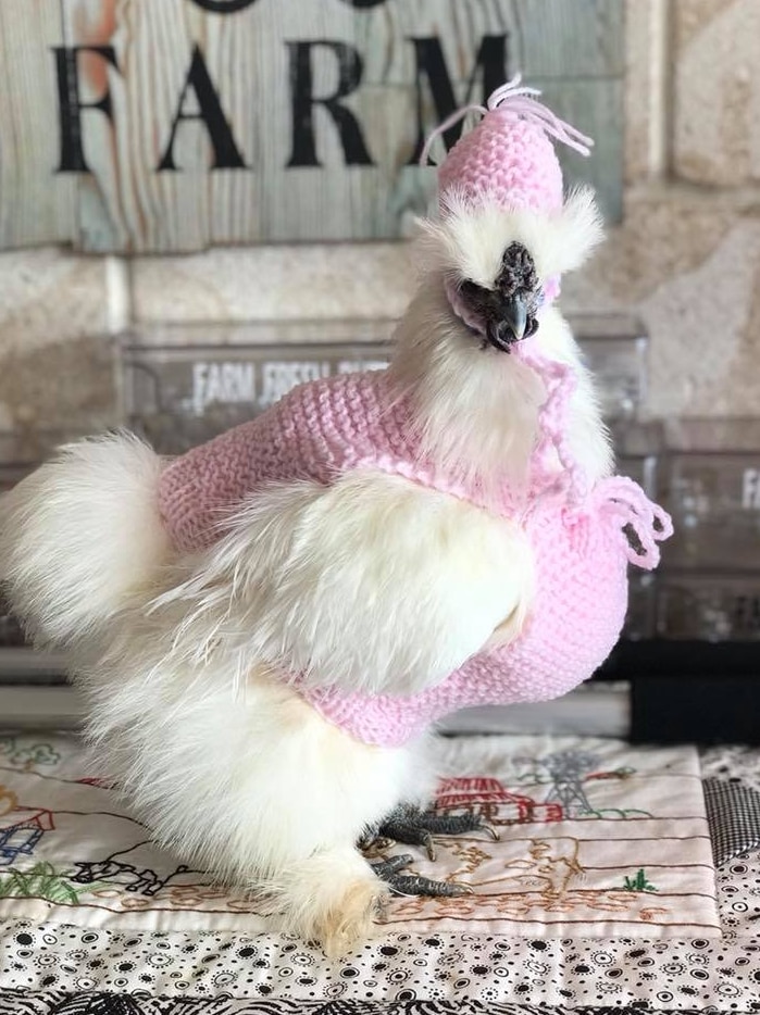 A Chinese chicken wearing a knitted hat and jumper.