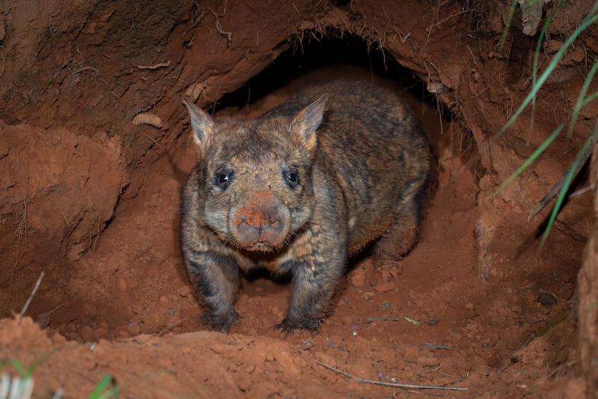 A northern hairy-nosed wombat looks at the camera as it comes out of the burrow