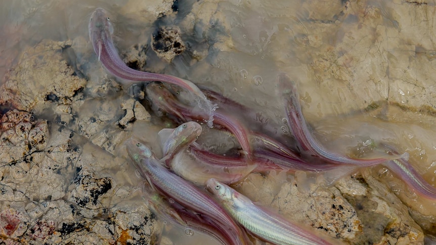 A close-up shot of small fish as they make their way upstream.