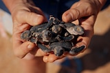 A person holds a number of dead baby turtles in their hands. Sand can be seen on the beach behind them.