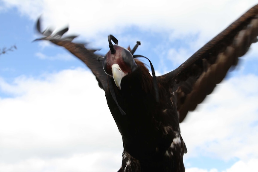 Wedgetail eagle