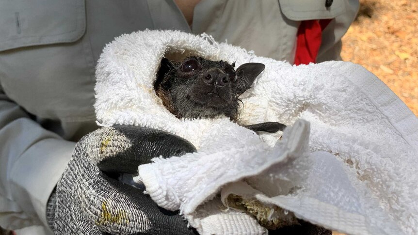 A baby bat held by a woman wearing gloves