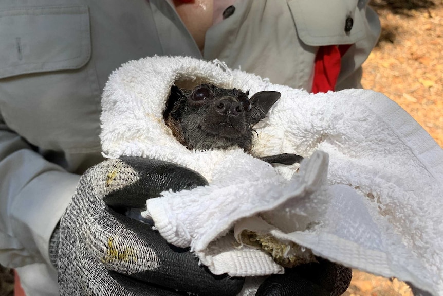 A baby bat held by a woman wearing gloves