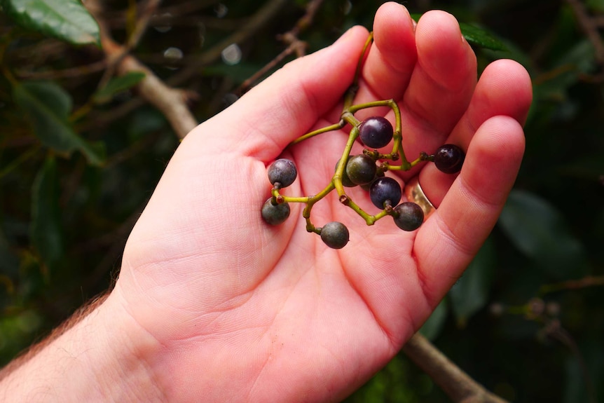 A hand holding some native berries
