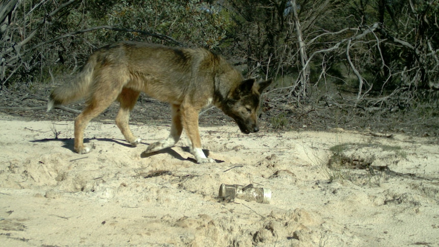 A dog sniffs out something in the desert 