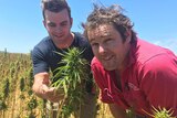 Farmers Charlie Mann and James Hood bend down to see their hemp crop at full growth.