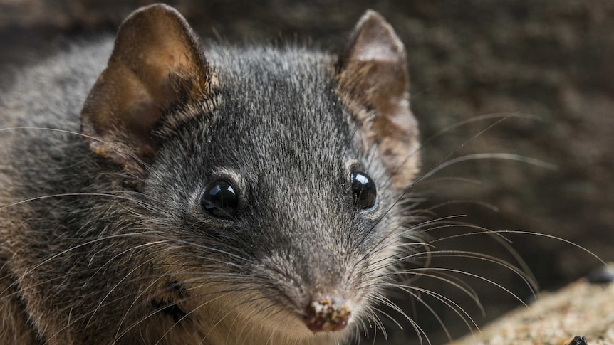 The male antechinus argentus is literally killing itself with too much sex.