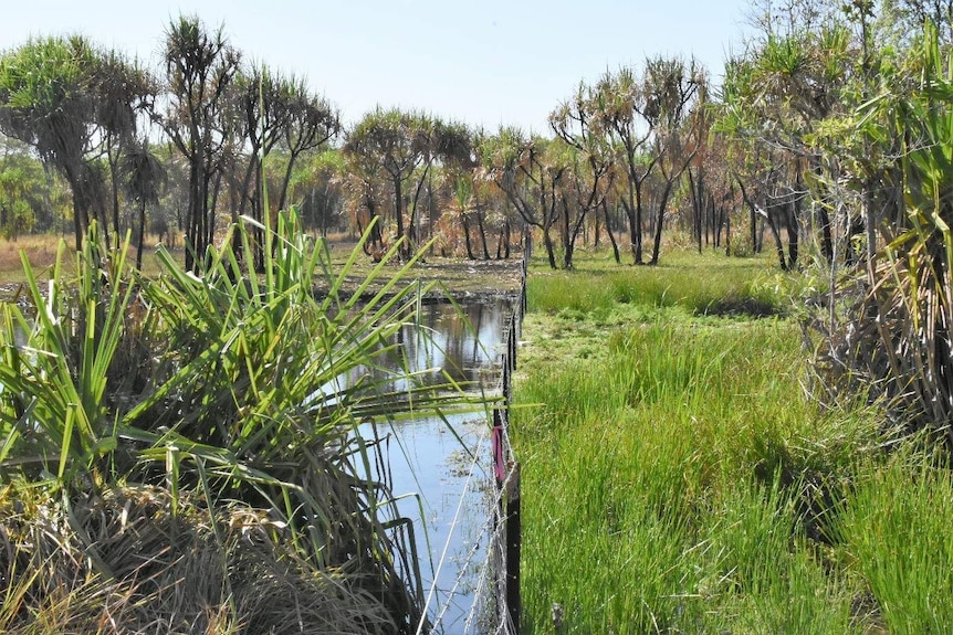 A view of both sides of the buffalo exclusion fence showing strong vegetation recovery on one side