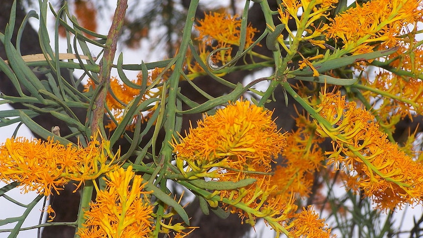 Pictured is the Western Australian Christmas Tree, a type of mistletoe with green foliage and vivid orange/yellow flowers.