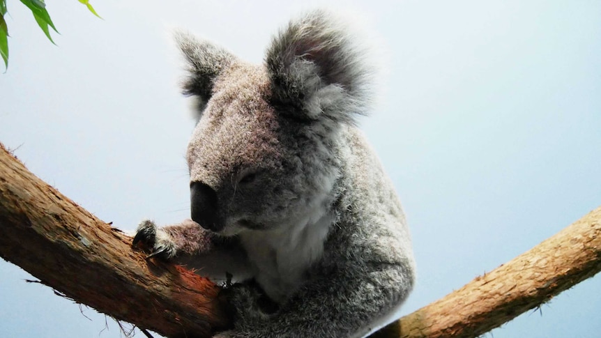 A mother Koala sitting on a branch inside a clinic.