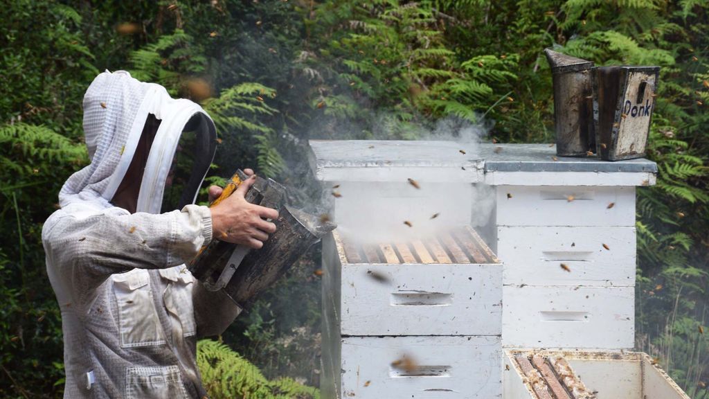 Beekeeping - Topic - ABC News
