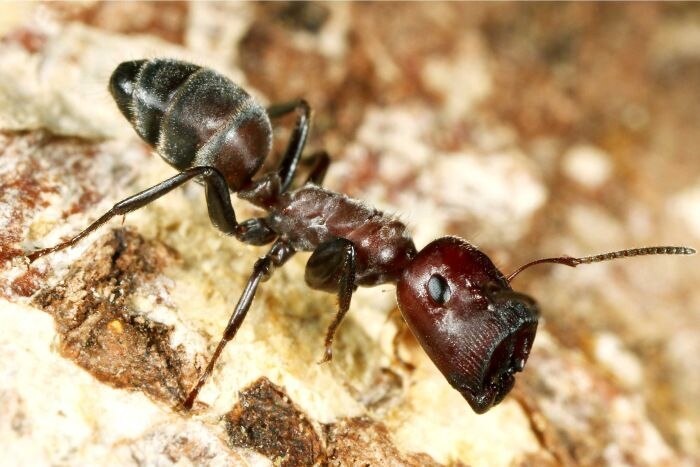 A plug-head ant.