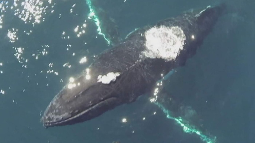 A drone hovers above a migrating humpback whale off the Queensland coast.