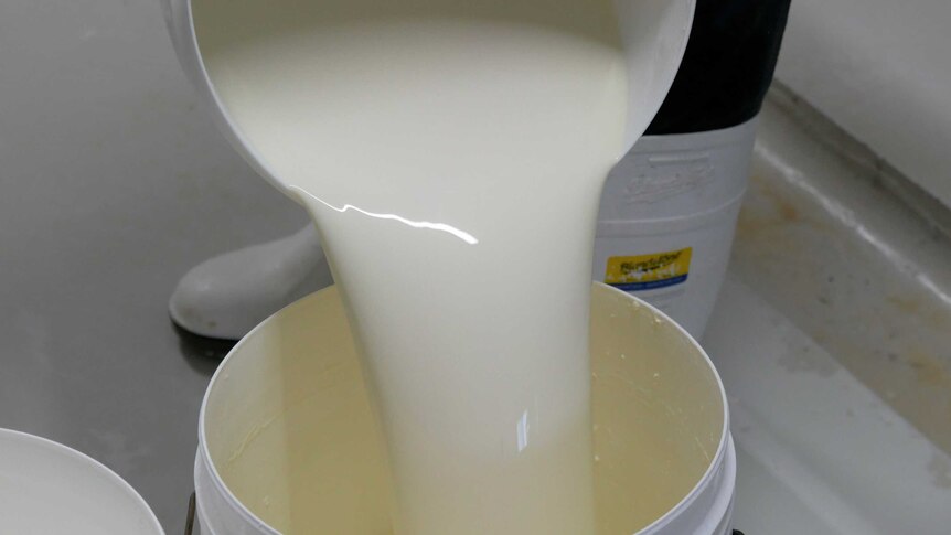 A white bucket is pouring white milk liquid into another bucket.