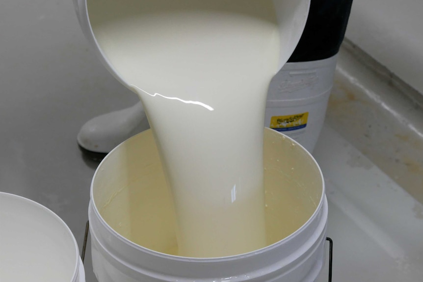 A white bucket is pouring white milk liquid into another bucket.