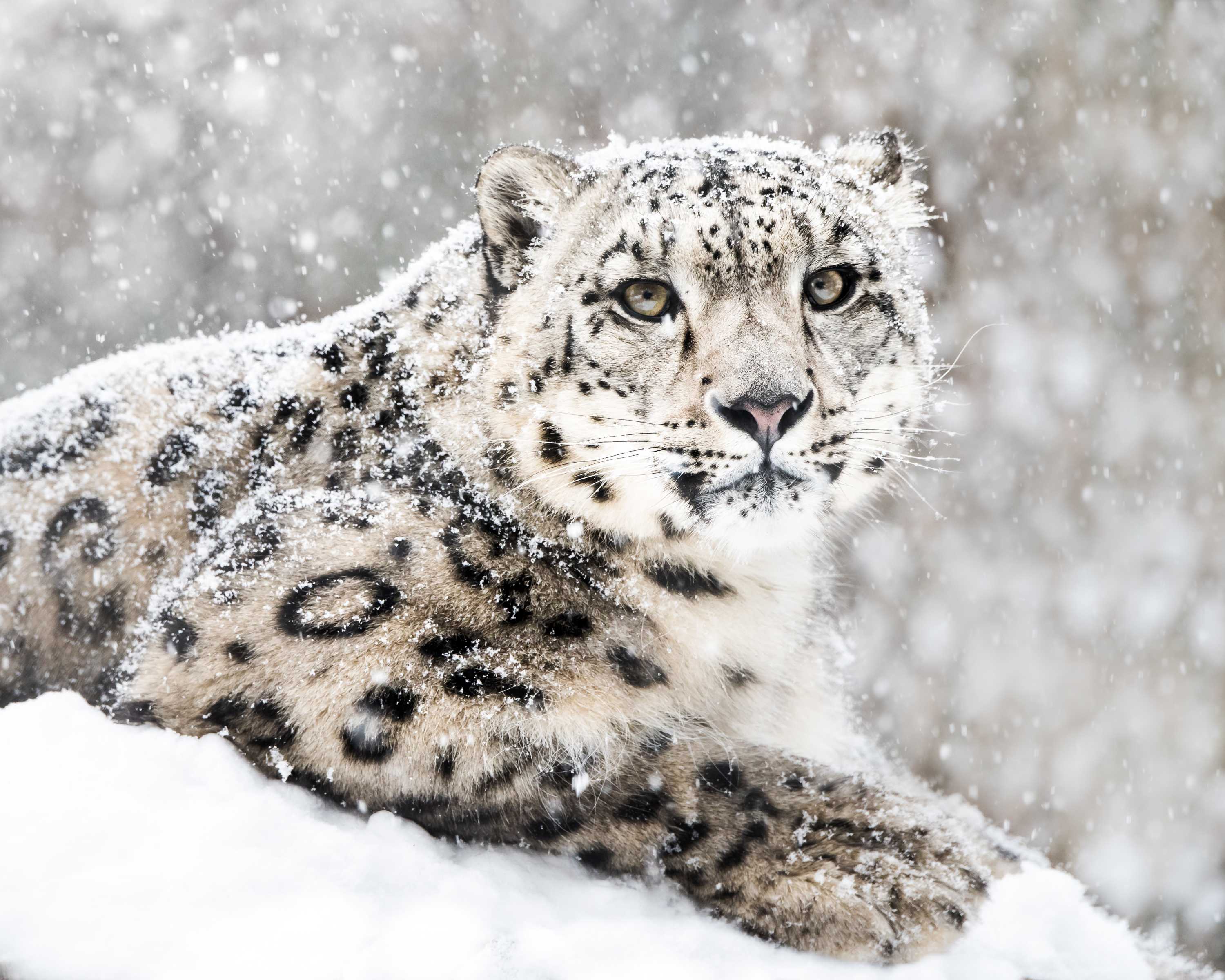 Snow leopard in a snow storm.