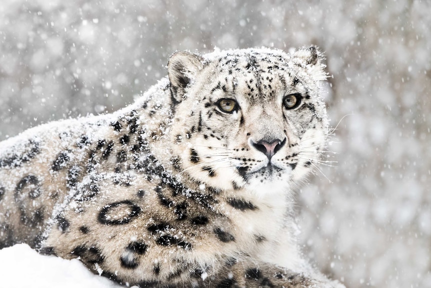 Snow leopard in a snow storm.